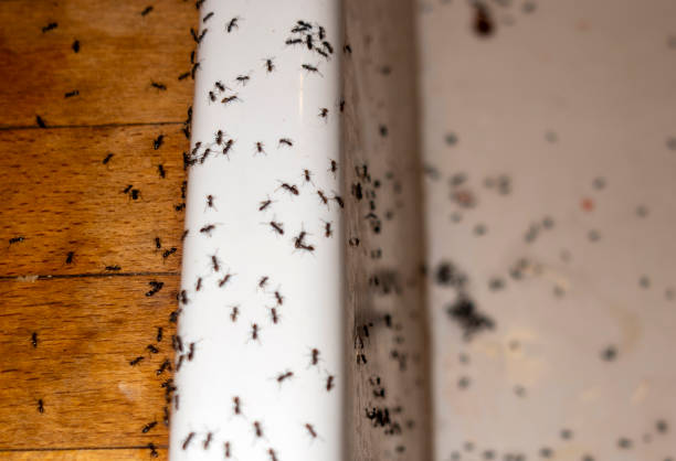 Best Flea Control Services  in Sturgis, SD